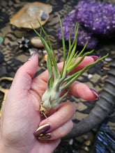 Load image into Gallery viewer, Mystique ~ CrystalAIRium Mystic Terrarium 1/5