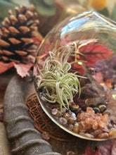 Load image into Gallery viewer, Splendor Mini Series ~ Hanging CrystalAIRium Mystic Terrariums