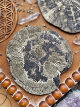 Load image into Gallery viewer, "Dead Stock" Natural Illinois Pyrite Suns Flowers