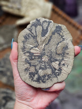 Load image into Gallery viewer, "Dead Stock" Natural Illinois Pyrite Suns Flowers