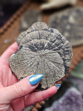 Load image into Gallery viewer, "Dead Stock" Natural Illinois Pyrite Suns Flowers