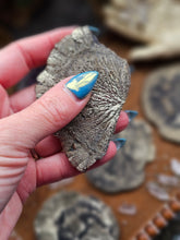 Load image into Gallery viewer, "Dead Stock" Natural Illinois Pyrite Suns Flowers