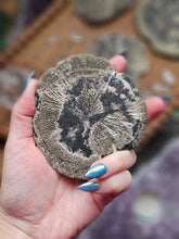 Load image into Gallery viewer, "Dead Stock" Natural Illinois Pyrite Suns Flowers