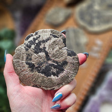 Load image into Gallery viewer, "Dead Stock" Natural Illinois Pyrite Suns Flowers