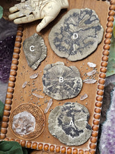 Load image into Gallery viewer, "Dead Stock" Natural Illinois Pyrite Suns Flowers