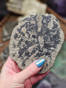 "Dead Stock" Natural Illinois Pyrite Suns Flowers