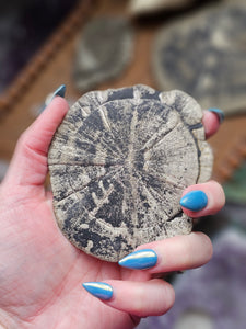 "Dead Stock" Natural Illinois Pyrite Suns Flowers