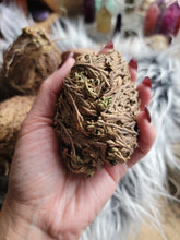 Load image into Gallery viewer, Rose of Jericho Resurrection Plant
